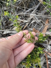 Pseudanthus orientalis