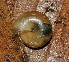 Gastrodontidae