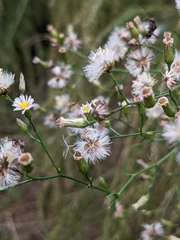 Symphyotrichum dumosum