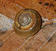 Gastrodontidae