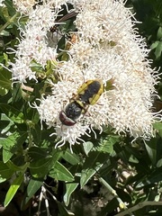 Hedriodiscus truquii