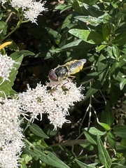 Hedriodiscus truquii