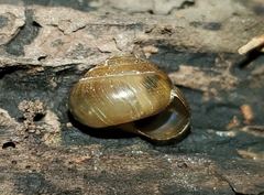 Ventridens ligera