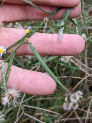 Symphyotrichum dumosum