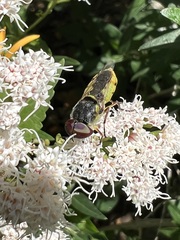 Hedriodiscus truquii