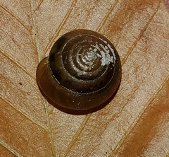 Ventridens ligera