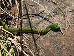 Philothamnus occidentalis