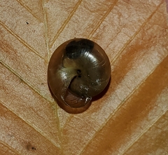 Ventridens ligera