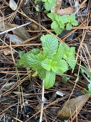 Mentha