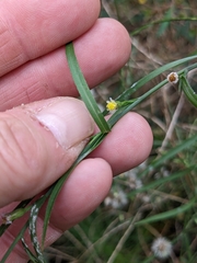 Symphyotrichum dumosum