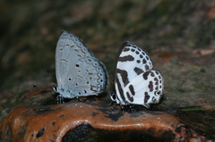 Celastrina lavendularis