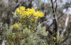 Acacia decora
