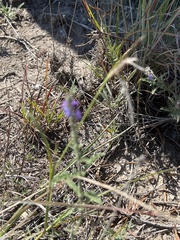 Verbena canescens