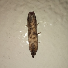 Nomophila noctuella