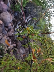 Erythrostemon placidus