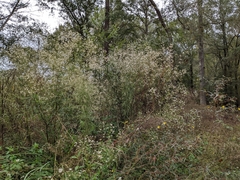 Symphyotrichum dumosum