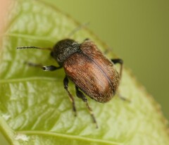 Bromius obscurus