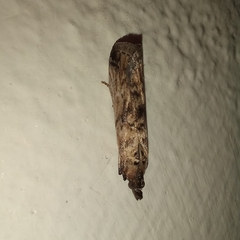 Nomophila noctuella
