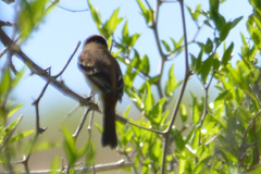 Myiophobus fasciatus