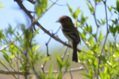 Myiophobus fasciatus