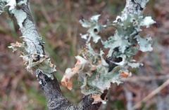 Parmotrema perforatum