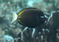 Acanthurus nigricans