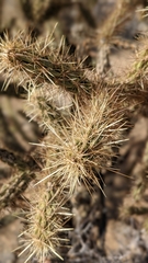 Cylindropuntia acanthocarpa