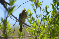 Myiophobus fasciatus