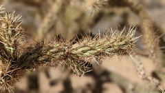 Cylindropuntia acanthocarpa