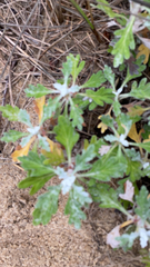 Artemisia stelleriana