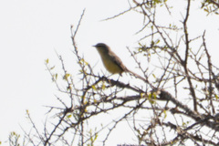 Stigmatura budytoides