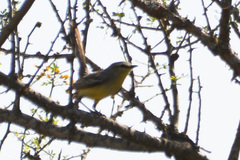 Stigmatura budytoides