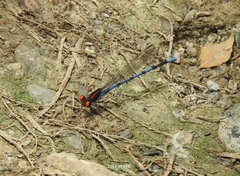 Argia oenea