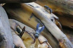 Synoeca septentrionalis