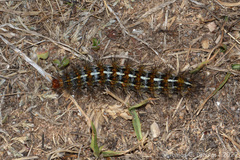 Paracles deserticola