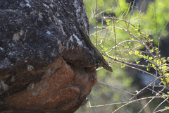 Tropidurus spinulosus