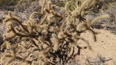 Cylindropuntia acanthocarpa