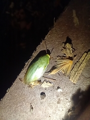 Panchlora thalassina