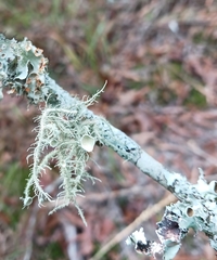 Usnea strigosa