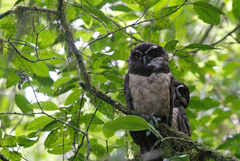 Pulsatrix perspicillata