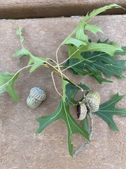 Quercus buckleyi