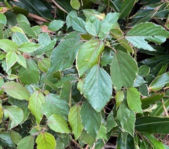 Acalypha wilkesiana
