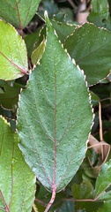 Acalypha wilkesiana