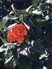 Cordia sebestena
