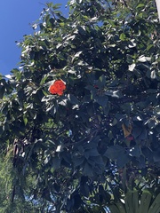 Cordia sebestena
