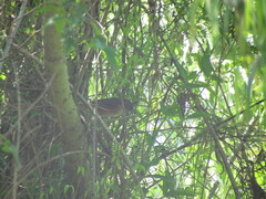 Microspingus cabanisi