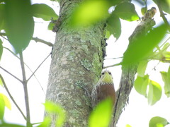 Lepidocolaptes angustirostris