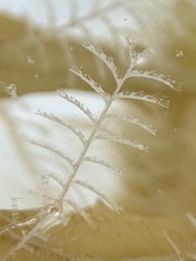 Aglaophenia latecarinata