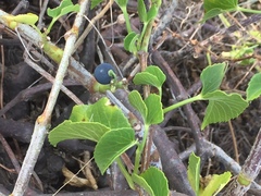 Cissus verticillata