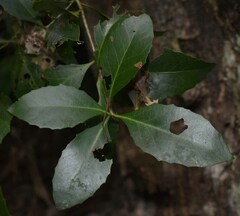 Denhamia fasciculiflora